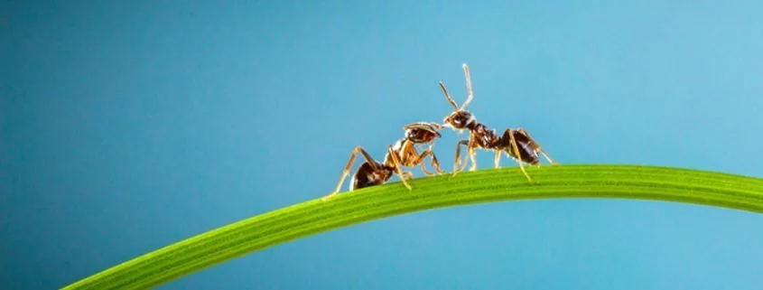 Die Sanitäter-Ameisen