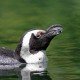 Einsatz von Psychopharmaka in deutschen Zoos