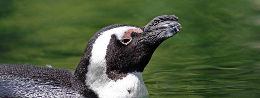 Einsatz von Psychopharmaka in deutschen Zoos