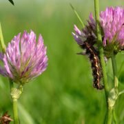 Entsorgung von Plastik durch Larven?