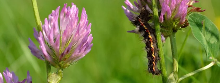 Entsorgung von Plastik durch Larven?