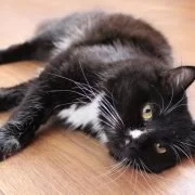 Erkennt man eine glückliche Katze an ihrem Schnurren?