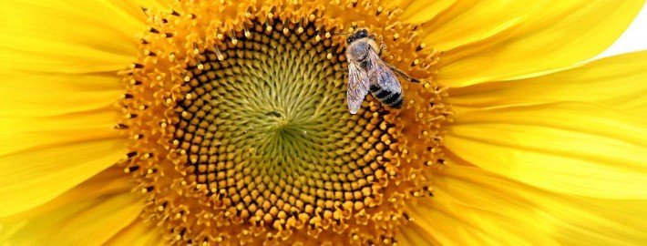 Erste Hilfe für Tiere bei Insektenstichen