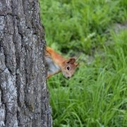 Erste Hilfe für Eichhörnchen