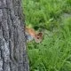 Erste Hilfe für Eichhörnchen