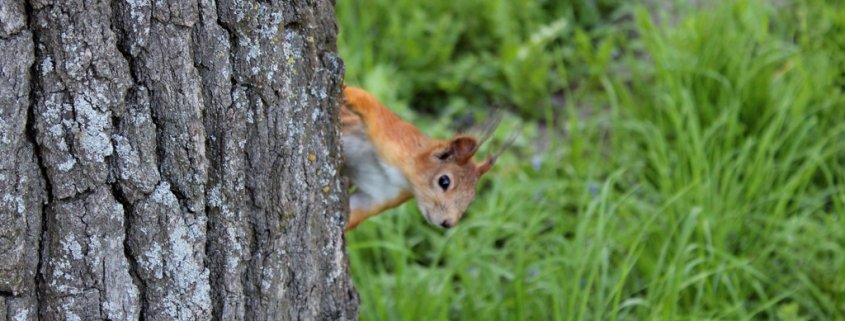 Erste Hilfe für Eichhörnchen