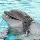 Erziehung von Delfinen und die Therapie durch Delfine