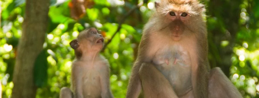 Etliche Primaten vom Aussterben bedroht
