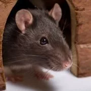 Die erstaunlichen Fähigkeiten von Ratten