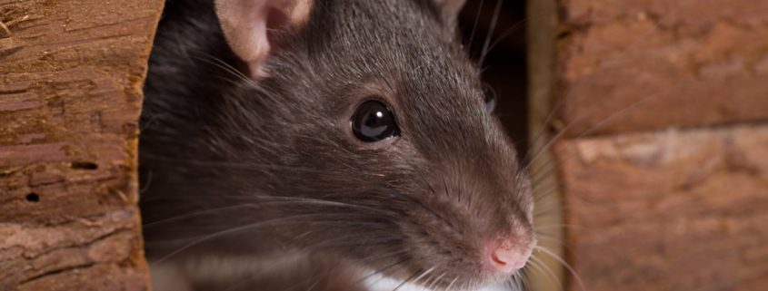 Die erstaunlichen Fähigkeiten von Ratten