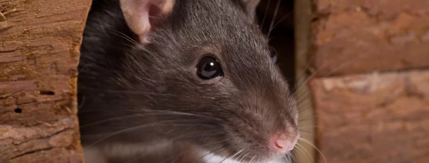 Die erstaunlichen Fähigkeiten von Ratten