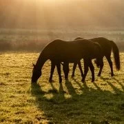 Falsche Haltungsbedingungen führen zu Übergewicht bei Pferden