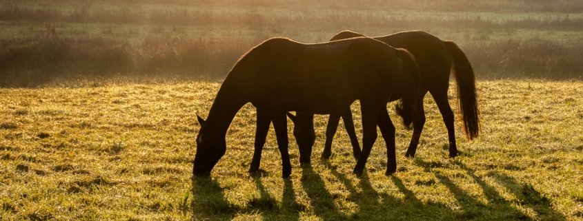 Falsche Haltungsbedingungen führen zu Übergewicht bei Pferden