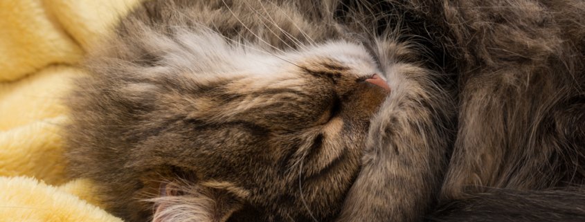 Fellwechsel: Haarige Zeiten für die Katze