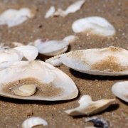 Fische, die auch an Land leben