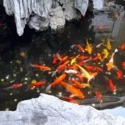 Warum Fische im Winter nicht einfrieren