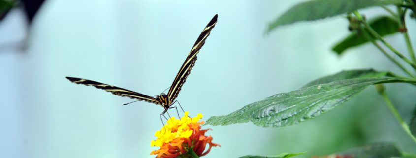 Forscher entdecken erstaunliche Wanderung