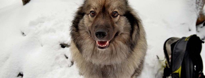 Fünf Kommandos, die jeder Hund können sollte