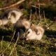 Die Fütterung von Vogelküken – Wer bekommt wie viel?