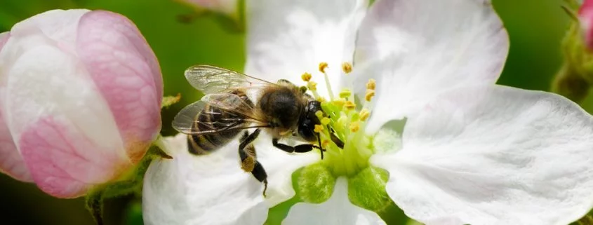 Gefährlichste Tiere Australiens - Bienen und Wespen