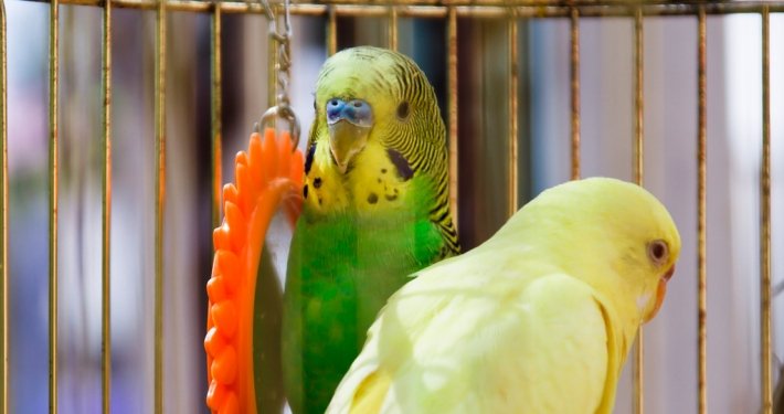 Geschlechtsbestimmung bei Sittichen und Papageien