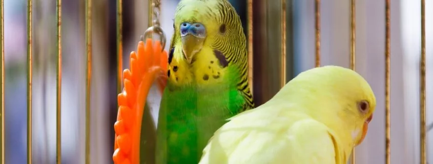 Geschlechtsbestimmung bei Sittichen und Papageien