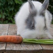 Gesunde Ernährung beim Kaninchen