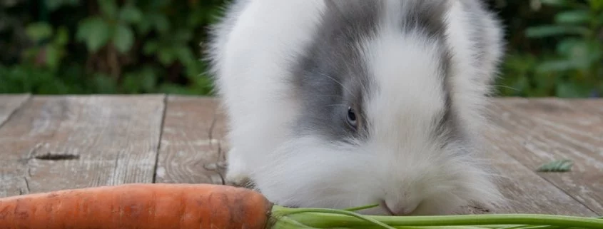 Gesunde Ernährung beim Kaninchen