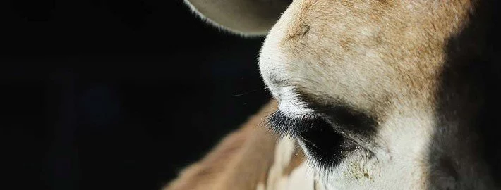 Giraffe Marius – Was ist mit dem Recht auf Leben?