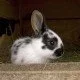 Haarausfall bei Kaninchen – Ursachen und Behandlung