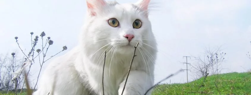 Halsband verringert Jagderfolg von Katzen