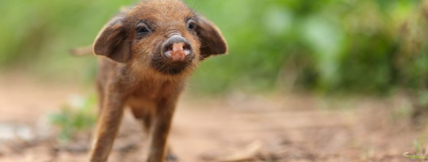 Haltung von Minischweinen im Garten – die Voraussetzung