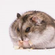 Hamster - Kein Haustier für Kinder