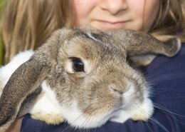 Tierkrankheiten Hasen & Nagetiere