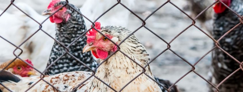 Ein Haustier mieten? Tierschützer sind dagegen