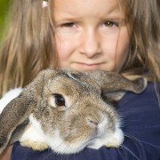 Haustierallergie - Einige Tipps zur Beachtung