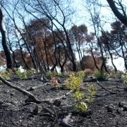 Waldbrand vernichtet Heimat der Quokkas