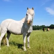 Pferderassen: Das Highland Pony