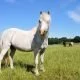 Pferderassen: Das Highland Pony