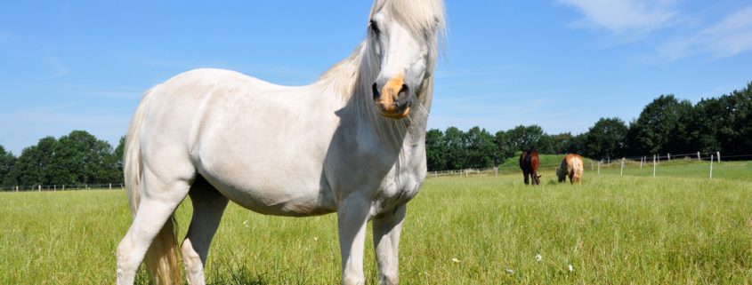 Pferderassen: Das Highland Pony