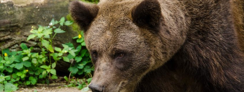 Höhlenbär scheiterte an Veganismus