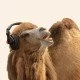 Hören Tiere Musik?