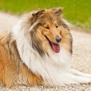 Homöopathie für Hunde – Hämatome bis Husten