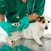 Homöopathie für Hunde – Mittel für weitere sieben Beschwerden werden vorgestellt