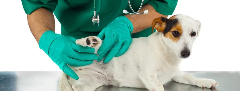 Homöopathie für Hunde – Mittel für weitere sieben Beschwerden werden vorgestellt