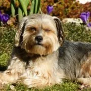 Homöopathie für Hunde – Mittel für weitere neun Beschwerden werden vorgestellt