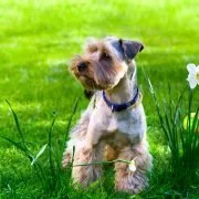Homöopathie für Hunde – Mittel für weitere sechs Beschwerden werden vorgestellt