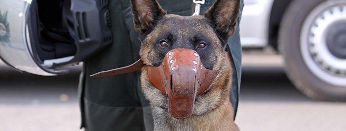 Hunde als Drogenschnüffler