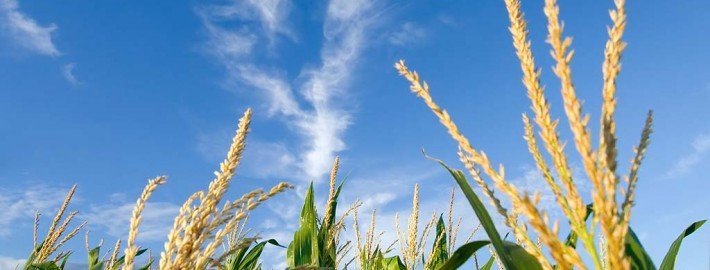 Hunde getreidefrei ernähren und Krankheiten vorbeugen