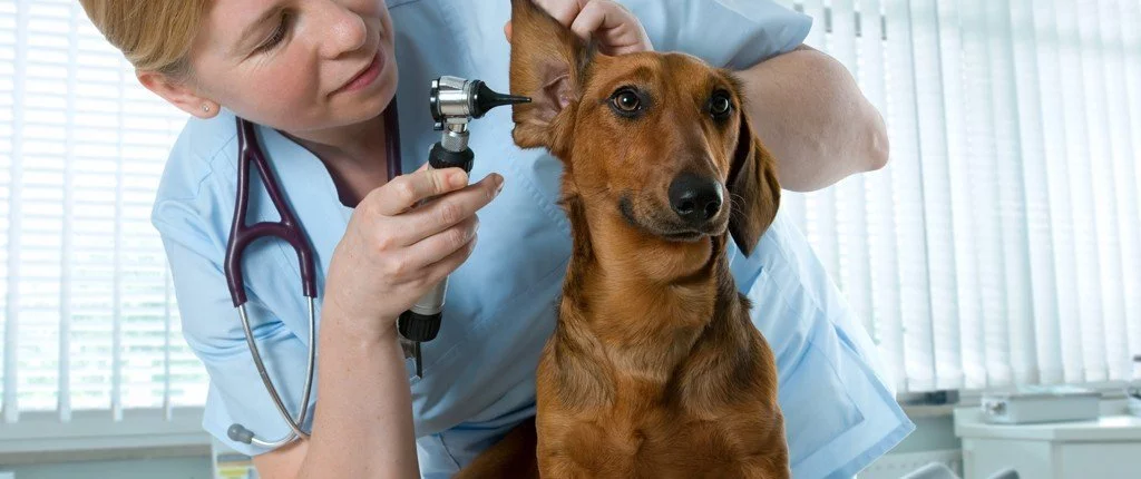 Tierkrankheiten Hunde